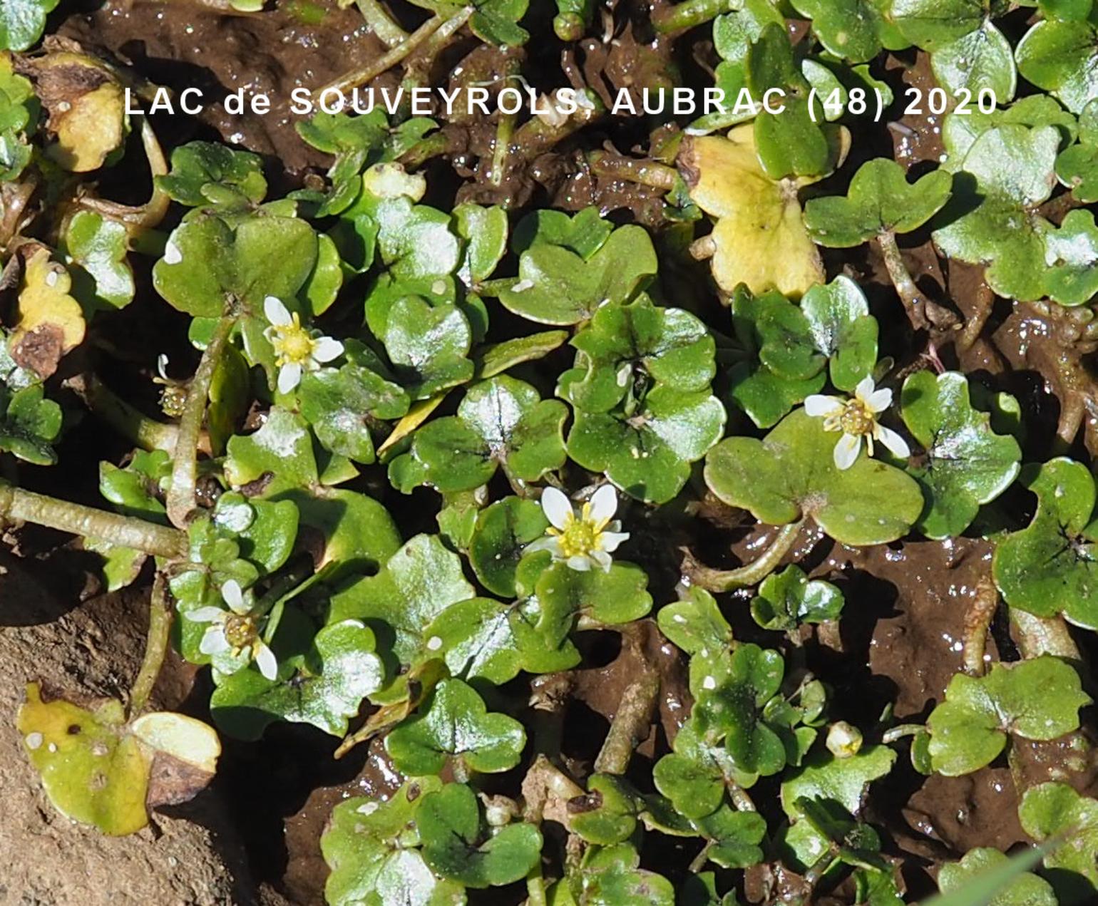 Crowfoot, Ivy-leaved